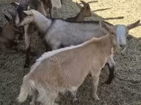 بز (گروه، جنسیت مشخص نشده), Alpine goat — عکس 4