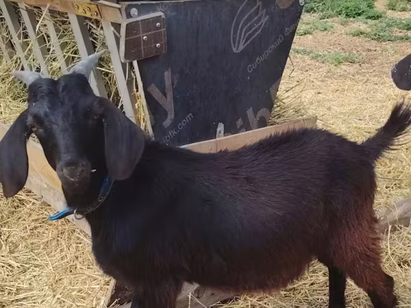 Теке, Saanen goat
