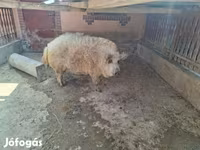 Kanec, Мангалица — foto 2