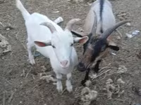 Goat, Goats — photo 1