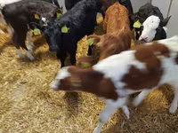 የከብት እንስሳት (ቡድን፣ ጾታ አልተጠቀሰም), Cattle — ፎቶ 7