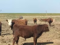 Boğa, Kalmyk ırkı — foto 3