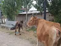 Toro, Bovini — foto 4