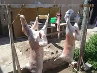 قوچ, گوسفند — عکس 4