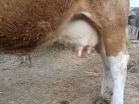 گاو ماده, Simmental cattle — عکس 7