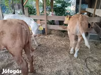 گاو نر, Simmental cattle — عکس 5
