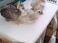 Chickens — fotografija 1