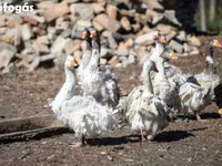 Geese — تصویر 6