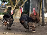 Turkeys — ፎቶ 3