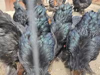 براهما — عکس 8