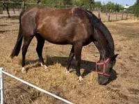 Faras dhaddig, Nonius horse — sawirka 2