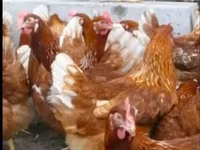 Chickens — foto 3