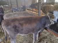 Bulle, Swiss cattle — Foto 7