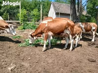 Cow, Simmental cattle — photo 1