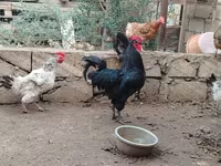 Chickens — fotografija 4