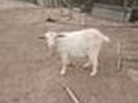 Ged, Saanen goat — foto 7