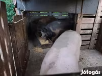Eber, Schweine — Foto 1