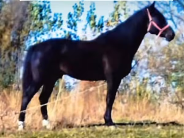 Horse (M), Horses — Kyrgyzstan