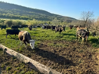 Toro, Raza Holstein — foto 3