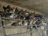 Chickens — foto 7
