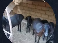 میش, گوسفند — عکس 3