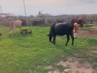 Cow, Cattle — photo 1