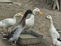 Geese — foto 7