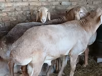 숫양, Arashan sheep — 사진 6
