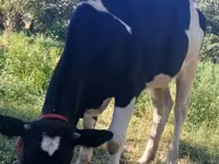ላም, Holstein breed — ፎቶ 7