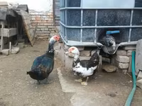 Ducks — foto 7