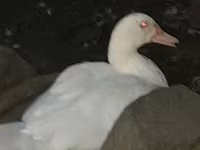 Ducks — Foto 7