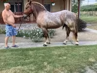 Cavallo, Cavalli — foto 1