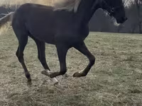 Hingst, Rocky Mountain Horse — foto 2