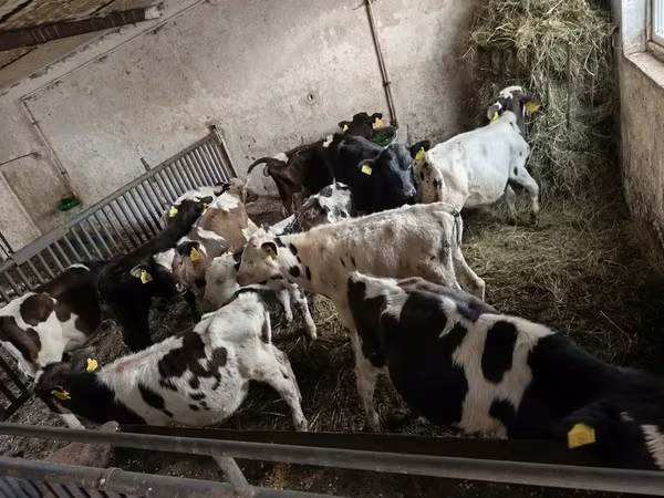 Bulle, Holstein-Rasse