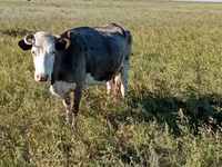 গাভী, Simmental cattle — ছবি 7