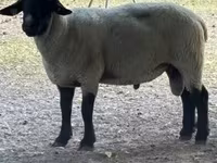 قوچ, White Suffolk sheep — عکس 1