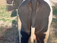 Bik, Simmental cattle — fotografija 3