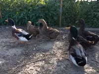 Ducks — foto 2