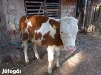 Bou, Rasa gri ungară — foto 1