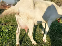 بز ماده, Saanen goat — عکس 4