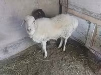 قوچ, گوسفند — عکس 2