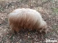 میش, Racka sheep — عکس 1