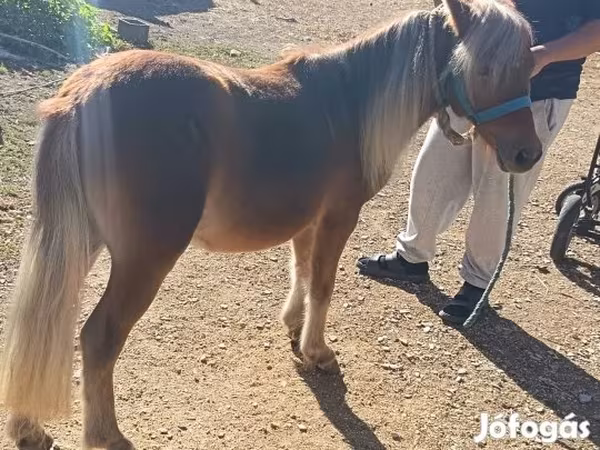 Kůň, Shetland Pony