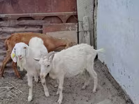 بز ماده, بز — عکس 1
