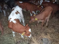 Tyre, Simmental cattle — foto 3