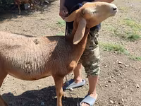 Får, Arashan sheep — foto 1