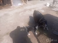 Kambing (lot, jantina tidak dinyatakan), Goats — foto 3