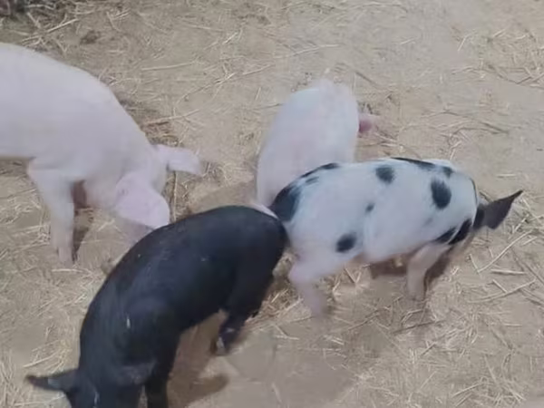 สุกร (เป็นล็อต, ไม่ระบุเพศ), หมู