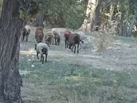 Schaf, Romanov sheep — Foto 2