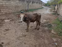 Bò đực, Gia súc — ảnh 1